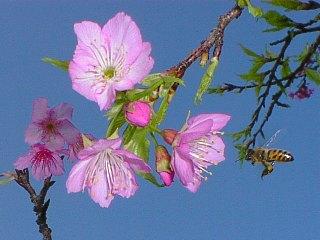 立春の一枚，八重瀬岳の桜